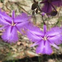 Thysanotus tuberosus subsp. tuberosus (Common Fringe-lily) at Coree, ACT - 17 Nov 2020 by Christine