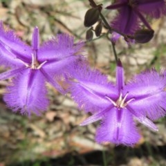 Thysanotus tuberosus subsp. tuberosus (Common Fringe-lily) at Sherwood Forest - 17 Nov 2020 by Christine