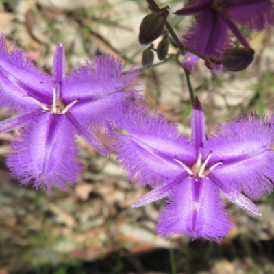 Thysanotus tuberosus subsp. tuberosus (Common Fringe-lily) at Coree, ACT - 17 Nov 2020 by Christine