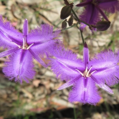 Thysanotus tuberosus subsp. tuberosus (Common Fringe-lily) at Sherwood Forest - 17 Nov 2020 by Christine