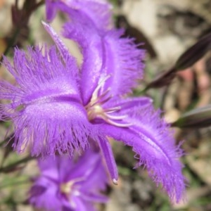 Thysanotus tuberosus subsp. tuberosus at Coree, ACT - 18 Nov 2020