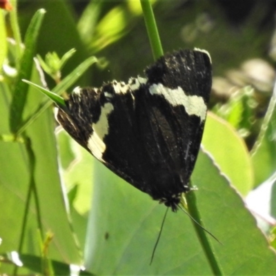 Eutrichopidia latinus (Yellow-banded Day-moth) at Paddys River, ACT - 17 Nov 2020 by JohnBundock