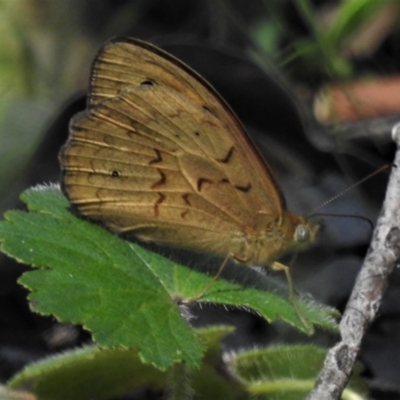 Heteronympha merope (Common Brown Butterfly) at Paddys River, ACT - 17 Nov 2020 by JohnBundock