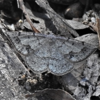 Taxeotis intextata (Looper Moth, Grey Taxeotis) at Paddys River, ACT - 17 Nov 2020 by JohnBundock