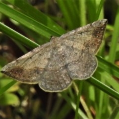 Taxeotis intextata (Looper Moth, Grey Taxeotis) at Paddys River, ACT - 17 Nov 2020 by JohnBundock