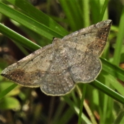 Taxeotis intextata (Looper Moth, Grey Taxeotis) at Tidbinbilla Nature Reserve - 17 Nov 2020 by JohnBundock