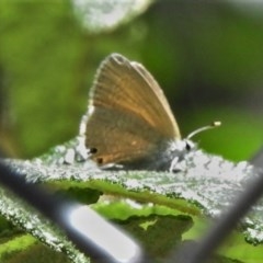 Nacaduba biocellata (Two-spotted Line-Blue) at Paddys River, ACT - 17 Nov 2020 by JohnBundock