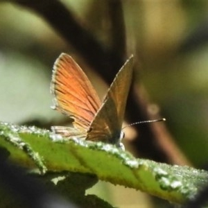 Nacaduba biocellata at Paddys River, ACT - 17 Nov 2020 11:59 AM