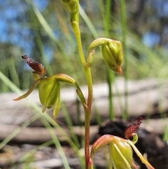 Caleana minor (Small Duck Orchid) at Acton, ACT - 18 Nov 2020 by shoko