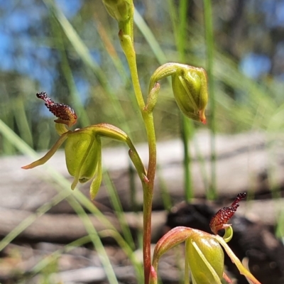 Caleana minor (Small Duck Orchid) at Acton, ACT - 18 Nov 2020 by shoko