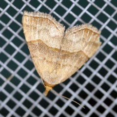 Meranda susialis (Three-lined Snout) at O'Connor, ACT - 4 Nov 2020 by ibaird