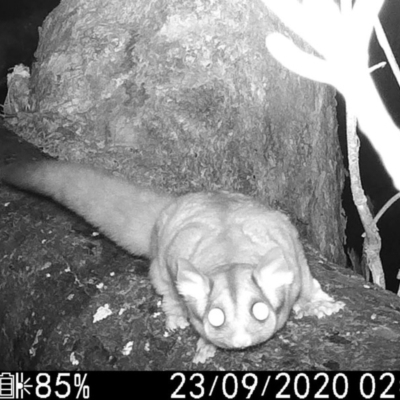 Petaurus notatus (Krefft’s Glider, Sugar Glider) at Rob Roy Range - 22 Sep 2020 by ChrisHolder