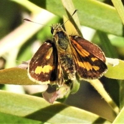 Ocybadistes walkeri (Green Grass-dart) at Wanniassa, ACT - 18 Nov 2020 by JohnBundock