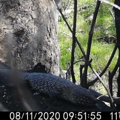 Egernia cunninghami (Cunningham's Skink) at Tuggeranong DC, ACT - 10 Oct 2020 by ChrisHolder