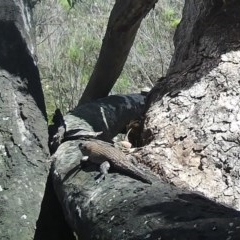 Egernia cunninghami at Tuggeranong DC, ACT - 10 Oct 2020