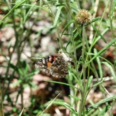 Vanessa kershawi (Australian Painted Lady) at Hughes Grassy Woodland - 17 Nov 2020 by Ct1000