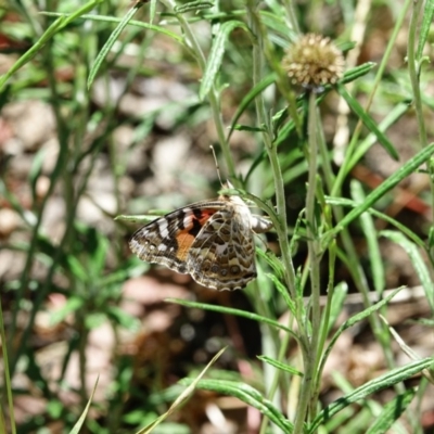 Vanessa kershawi (Australian Painted Lady) at Hughes, ACT - 17 Nov 2020 by Ct1000