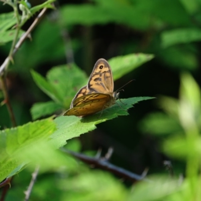 Heteronympha merope (Common Brown Butterfly) at Stromlo, ACT - 18 Nov 2020 by Ct1000