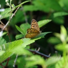 Heteronympha merope at Stromlo, ACT - 18 Nov 2020