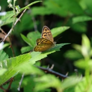 Heteronympha merope at Stromlo, ACT - 18 Nov 2020