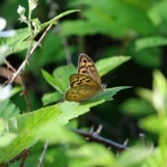 Heteronympha merope at Stromlo, ACT - 18 Nov 2020 05:46 AM