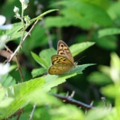 Heteronympha merope at Stromlo, ACT - 18 Nov 2020 05:46 AM