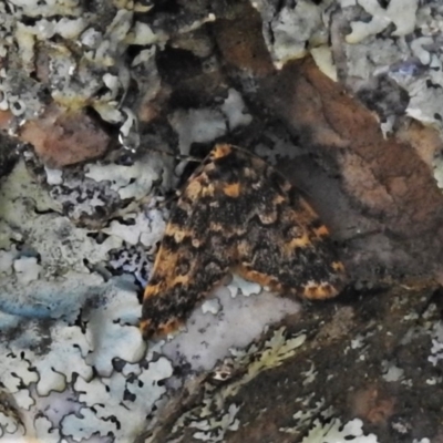 Halone coryphoea (Eastern Halone moth) at Tidbinbilla Nature Reserve - 17 Nov 2020 by JohnBundock