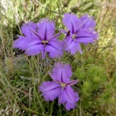 Thysanotus tuberosus subsp. tuberosus (Common Fringe-lily) at Yass River, NSW - 18 Nov 2020 by SenexRugosus