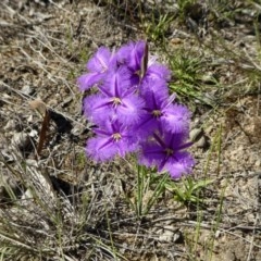 Thysanotus tuberosus subsp. tuberosus at Yass River, NSW - 18 Nov 2020