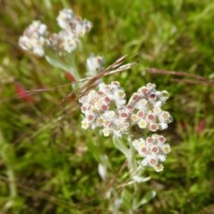 Pseudognaphalium luteoalbum (Jersey Cudweed) at Yass River, NSW - 17 Nov 2020 by SenexRugosus