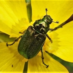 Diphucephala sp. (genus) (Green Scarab Beetle) at Cotter River, ACT - 15 Nov 2020 by JohnBundock