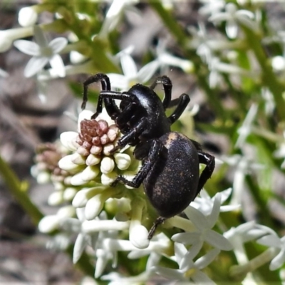 Unidentified Other hunting spider at Cotter River, ACT - 15 Nov 2020 by JohnBundock