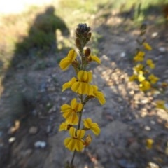 Goodenia bellidifolia subsp. bellidifolia (Daisy Goodenia) at Yass River, NSW - 18 Nov 2020 by SenexRugosus