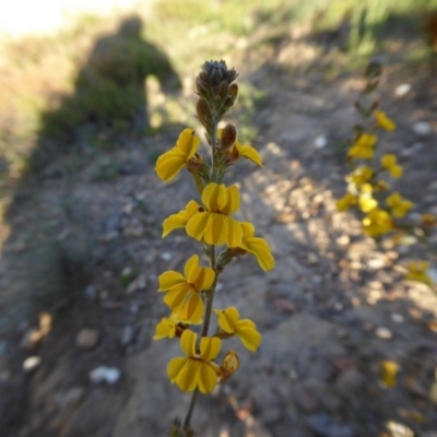 Goodenia bellidifolia subsp. bellidifolia (Daisy Goodenia) at Yass River, NSW - 18 Nov 2020 by SenexRugosus