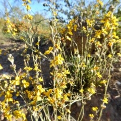 Goodenia bellidifolia subsp. bellidifolia at Yass River, NSW - 18 Nov 2020