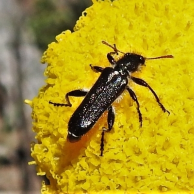 Eleale simplex (Clerid beetle) at Cotter River, ACT - 15 Nov 2020 by JohnBundock