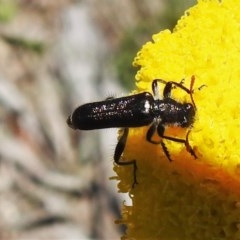 Eleale simplex at Cotter River, ACT - 15 Nov 2020 11:10 AM