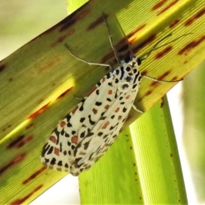 Utetheisa pulchelloides (Heliotrope Moth) at Namadgi National Park - 14 Nov 2020 by JohnBundock