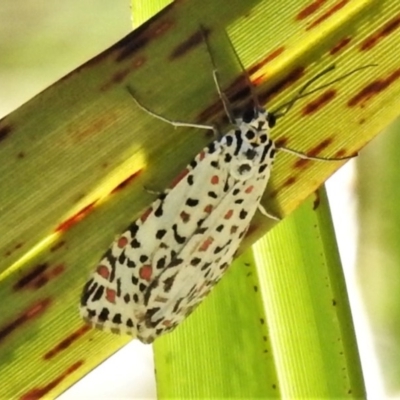 Utetheisa pulchelloides (Heliotrope Moth) at Cotter River, ACT - 15 Nov 2020 by JohnBundock