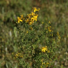 Hypericum perforatum (St John's Wort) at Ainslie, ACT - 15 Nov 2020 by jbromilow50