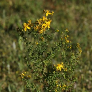 Hypericum perforatum at Ainslie, ACT - 15 Nov 2020