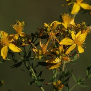 Hypericum perforatum at Ainslie, ACT - 15 Nov 2020