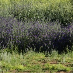 Echium plantagineum (Paterson's Curse) at Majura, ACT - 15 Nov 2020 by jbromilow50