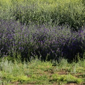 Echium plantagineum at Majura, ACT - 15 Nov 2020