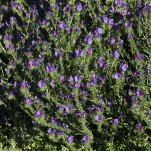 Echium plantagineum at Majura, ACT - 15 Nov 2020