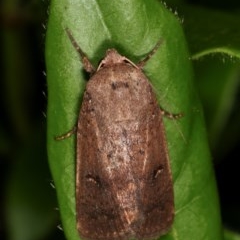 Proteuxoa hypochalchis (Black-bar Noctuid) at Melba, ACT - 11 Nov 2020 by kasiaaus