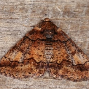 Cryphaea xylina at Melba, ACT - 11 Nov 2020