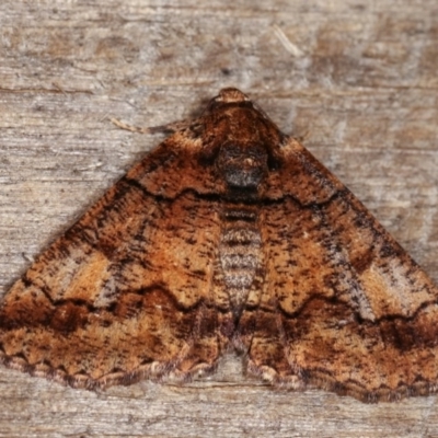 Cryphaea xylina (Woodland Geometrid) at Melba, ACT - 11 Nov 2020 by kasiaaus