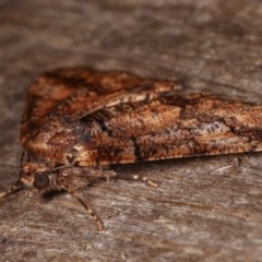 Cryphaea xylina at Melba, ACT - 11 Nov 2020 10:35 PM