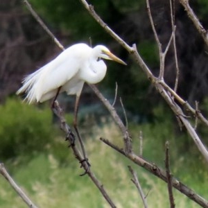 Ardea alba at Fyshwick, ACT - 16 Nov 2020